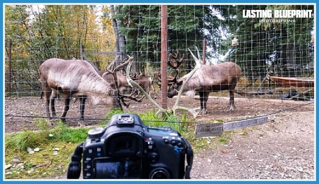 Travel videographer filming Caribou in Alaska.